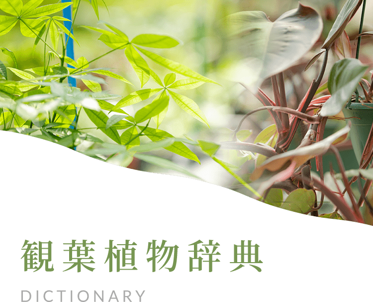 植物辞典