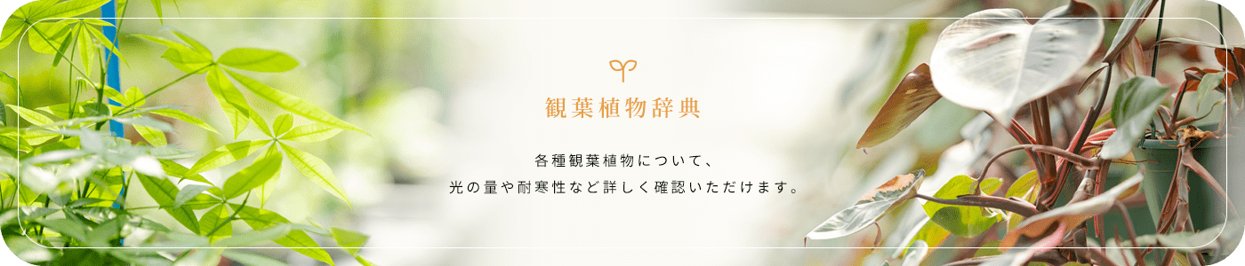 観葉植物辞典