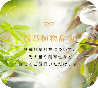 観葉植物辞典