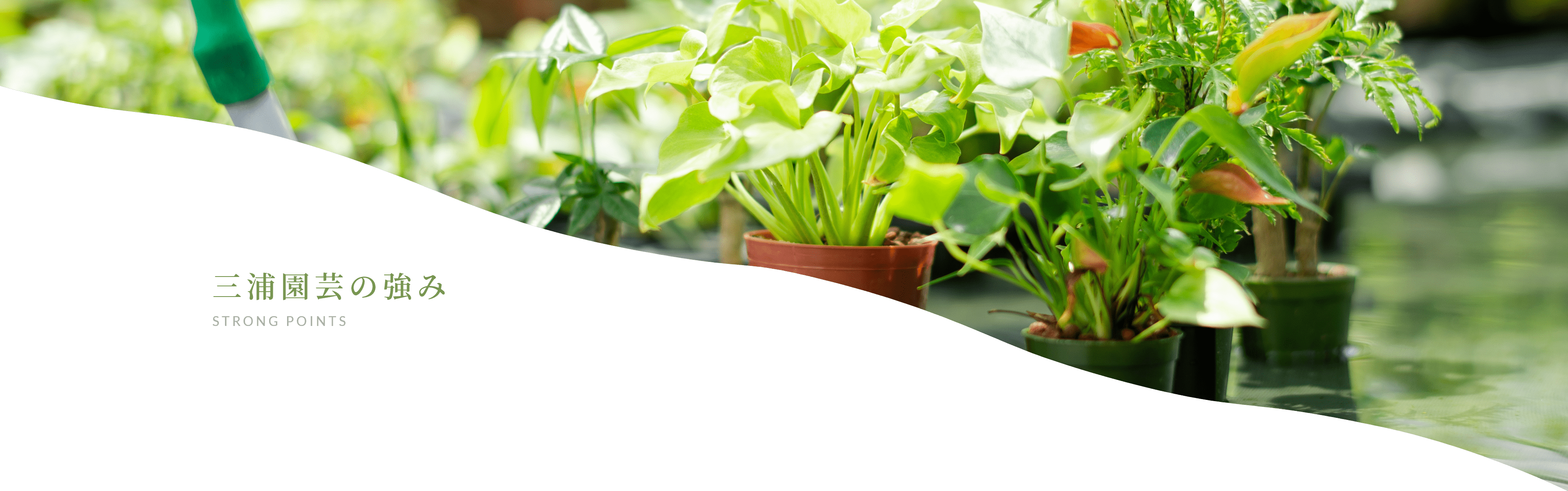 三浦園芸の強み