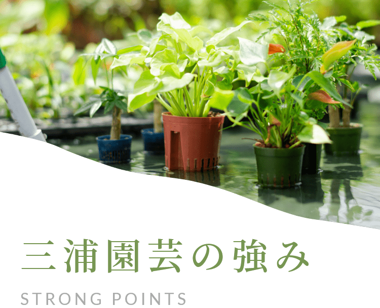 三浦園芸の強み