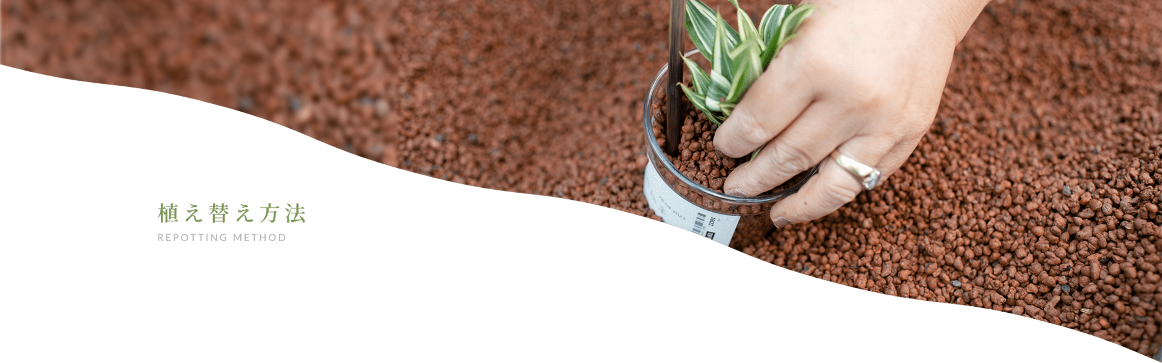 植え替え方法