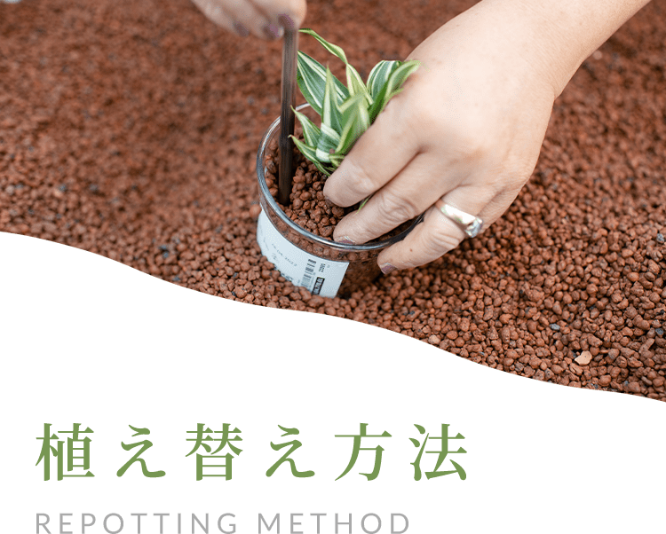 植え替え方法